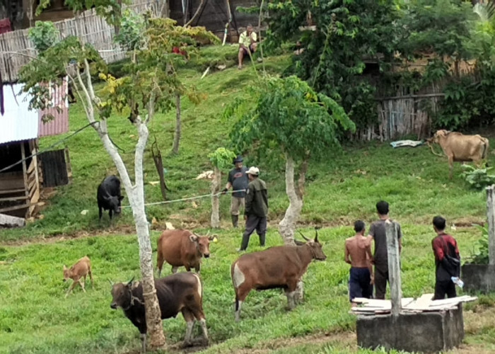  Biaya Cek Up Sapi di Lab Lampung, Bisa Mencapai 2 juta /ekor