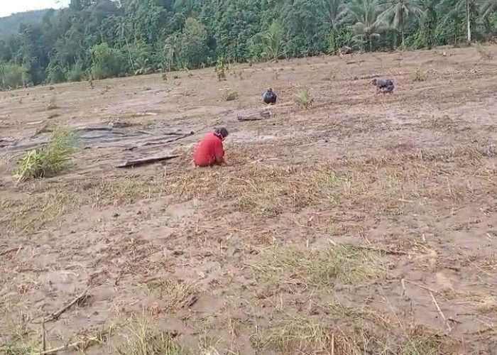   Dampak Banjir di Seluma, Ratusan Hektare Lahan Pertanian  Seluma