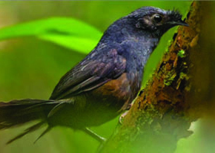 Burung Paling Langka, Tidak Ditemukan Lagi di Bumi..Punah, Tapi Kini....