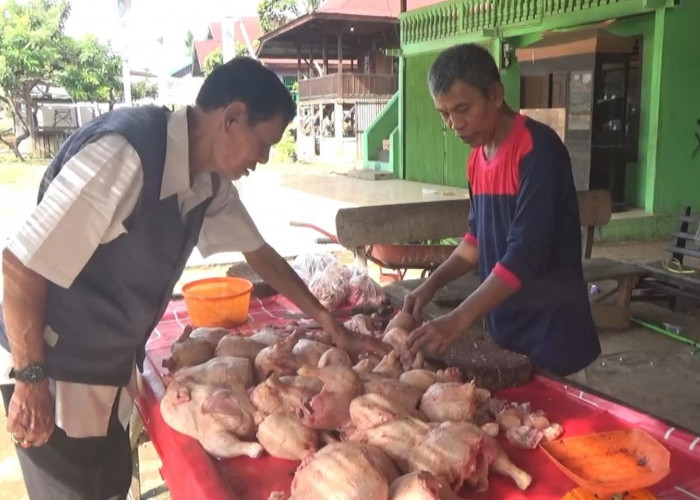  Pasca Lebaran, Harga Ayam di Seluma Berangsur Turun