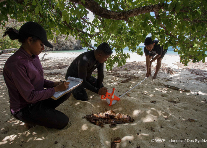   Menyibak Keajaiban Biota Kunci Kepulauan Tersembunyi beranda Nusantara