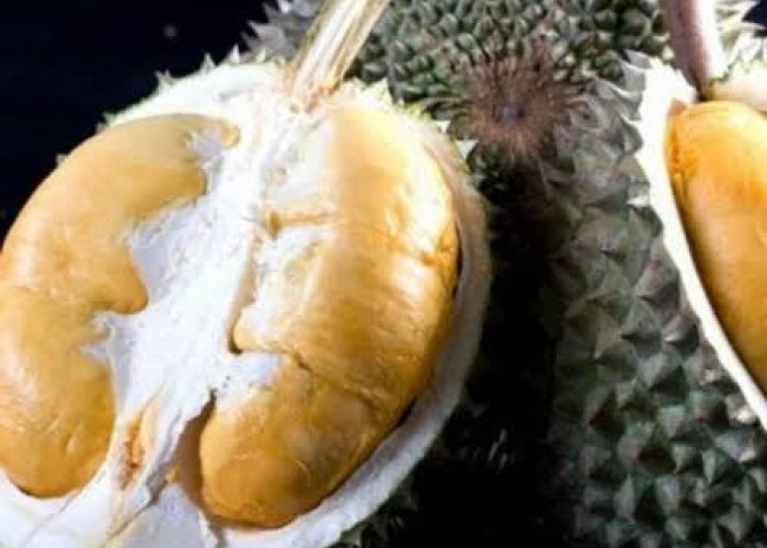 Berikut Daerah Di Indonesia Terdapat Durian Hitam