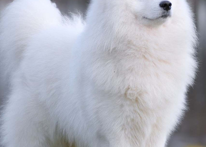 Anjing -anjing Mahal! Samoyed, Serigala yang Tersenyum