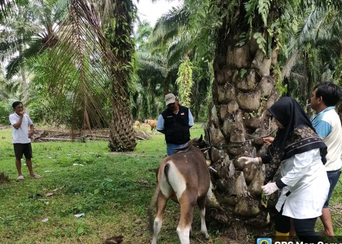  Ternak yang Dikandangkan Lebih Aman dari Serangan Penyakit