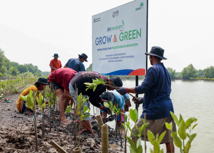 Peringati Hari Mangrove Sedunia, BRI Pertegas Komitmen Selamatkan Lingkungan Lewat Perbaikan Ekosistem Pesisir
