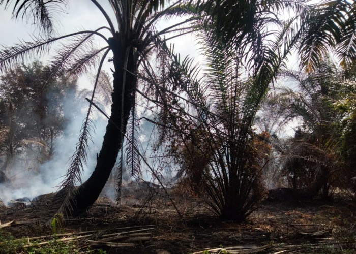 10 Hektare Kebun Sawit di Ilir Talo Terbakar! Sampai Kini Api Belum Bisa Dipadamkan