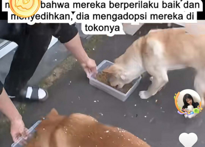 Viral di Medsos, Sepasang Anjing Kesasar Berikan Rezeki Melimpah