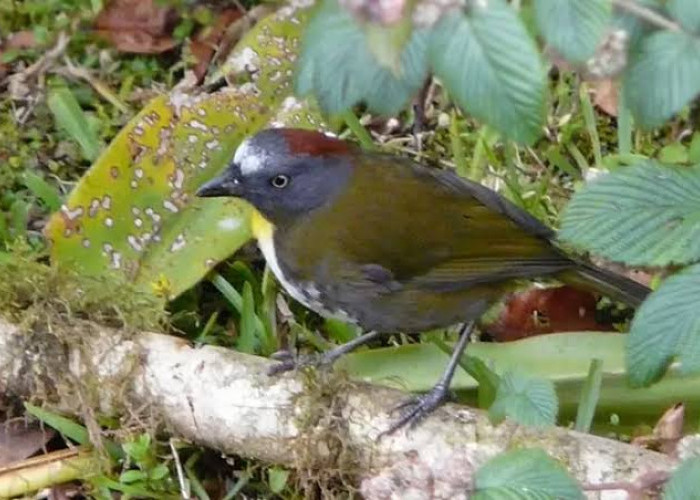 2 Spesies Burung Beracun Sudah Ditemukan di Hutan Indonesia, Jangan Dipelihara Berbahaya!