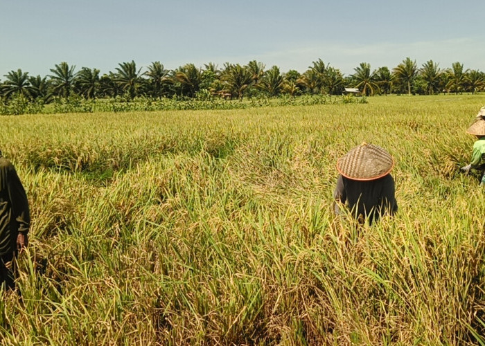 Program Oplah Non Rawa Mulai Panen, Seluma Targetkan Peningkatan Produksi Pangan