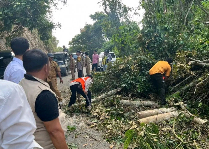   Hitungan Menit Tuntas, BPBD Bersihkan Pohon Tumbang di Kota Manna