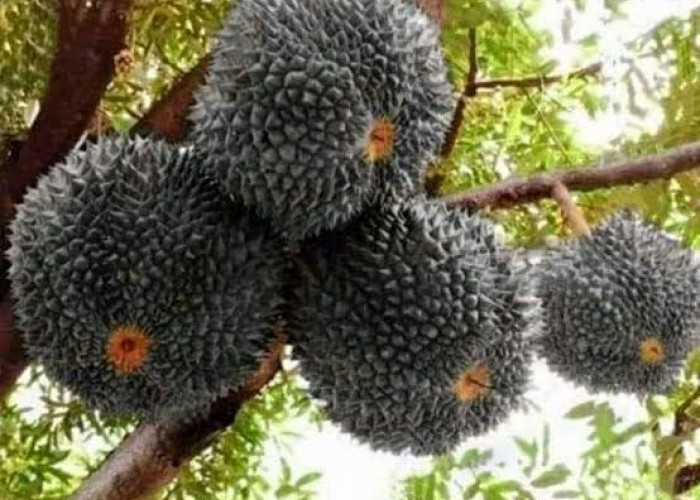 Durian Black Thorn atau Durian Duri Hitam Asal Malaysia, Durian Paling Mahal di Dunia! Cek Faktanya