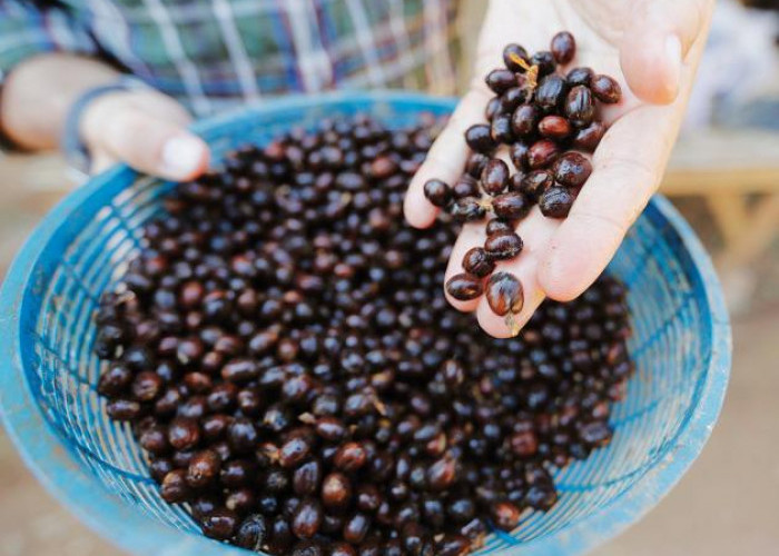Harga Biji Kopi Terbaru 2026,Update Terkini dan Tren Pasar