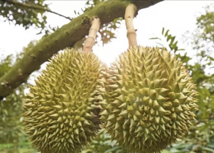Seluma Mulai Musim Durian Nikmati Lezatnya Dengan Harga Terjangkau 