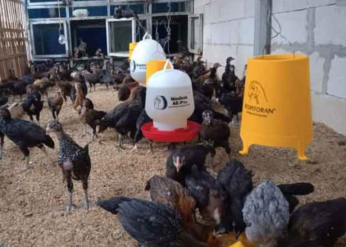 Warga Diminta Berternak, 1600 Ekor Ayam Dibagikan Gratis