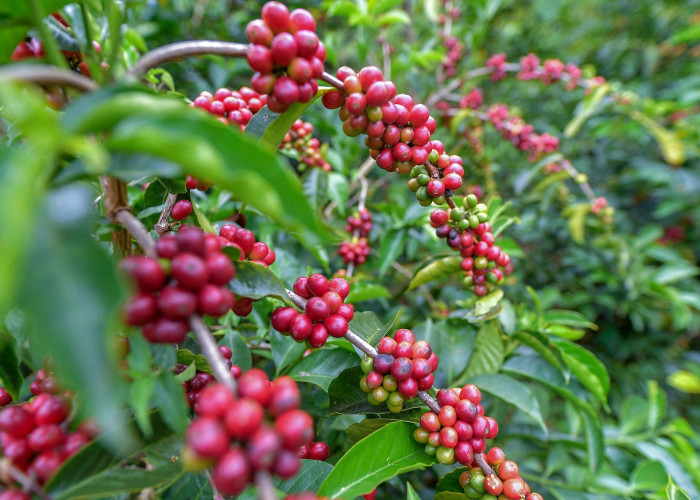 Daftar Biji Kopi Paling Terkenal dan Paling Mahal di Dunia 2026, Ini Alasannya