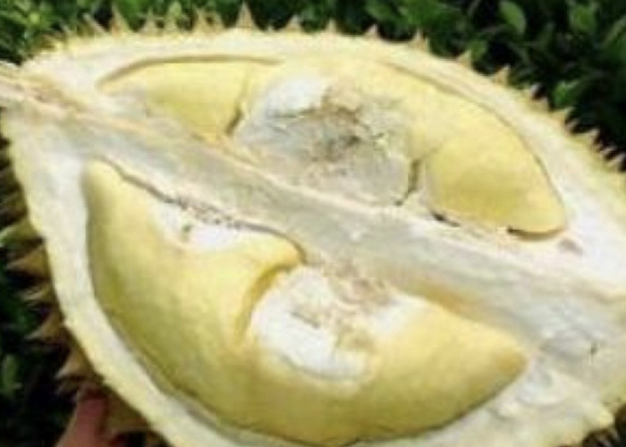 Durian Memiliki Cita Rasa Yang Berbeda Simak! 