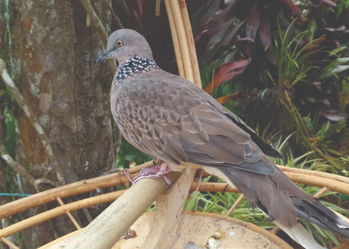 Tips dan Trik Merawat Burung Terkuku agar Sehat dan Rajin Berkicau 