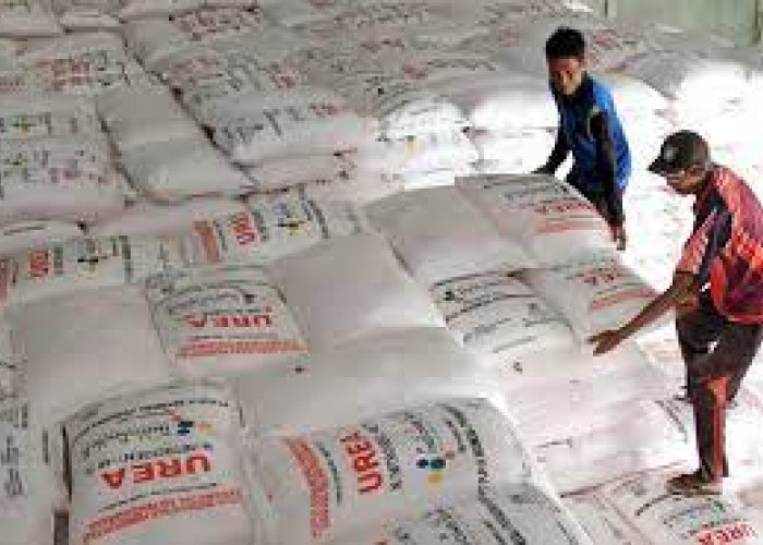 Alokasi Pupuk Subsidi di Bengkulu, Capai 42,212 Ton