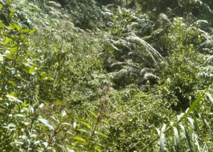 Setelah Indonesia Merdeka 81 Tahun, Warga Batu Ampar Seluma Masih Terisolasi, Jalan dan Jembatan Tertutup Rimb