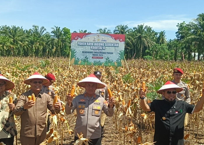   Kapolda Bengkulu Laporkan Hasil Program Panen Jagung di Bengkulu kepada Presiden, 3.320 Ton 