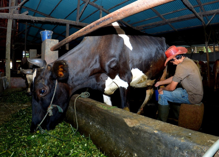 Kisah Pengusaha Pakan Ternak dari Ponorogo Ini Buktikan KUR BRI Bisa Bikin Usaha Berkembang