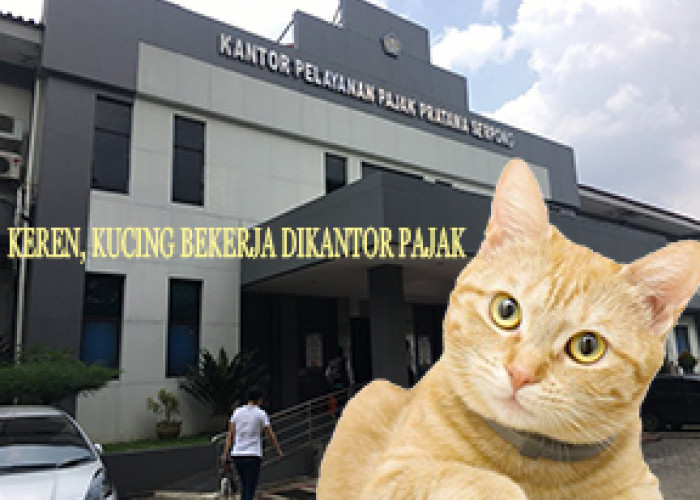 (VIRAL) Kisah Kucing Berprofesi Pegawai Pajak di Serpong, Gajinya...?