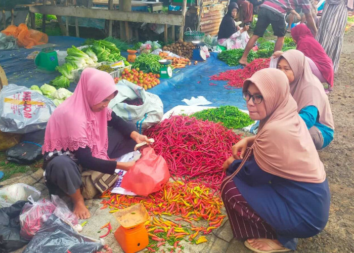 Harga Cabe Murah Masyarakat Senang, Tetapi Petani Merugi