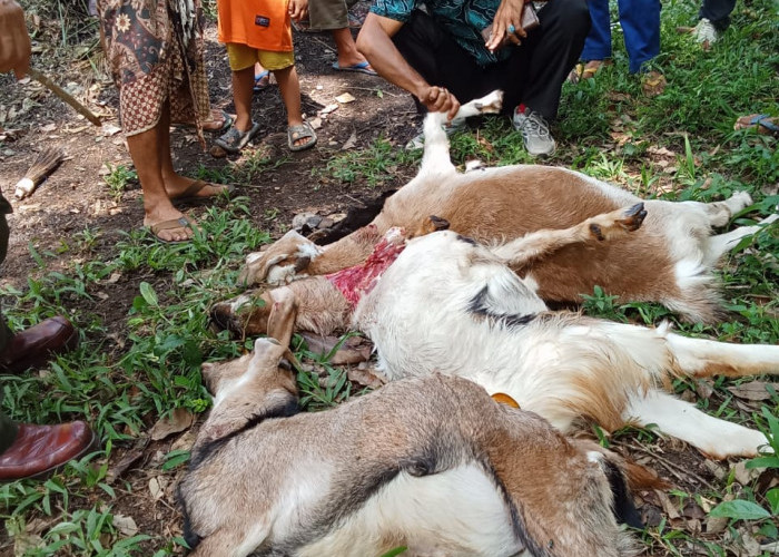  BKSDA Cek Lokasi Tiga Ekor Kambing dan Ayam  Dimangsa Binatang Buas di Seluma