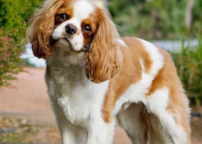  Anjing-anjing Mahal!  Cavalier King Charles Spaniel, Anjing Terbaik Bagi Keluarga