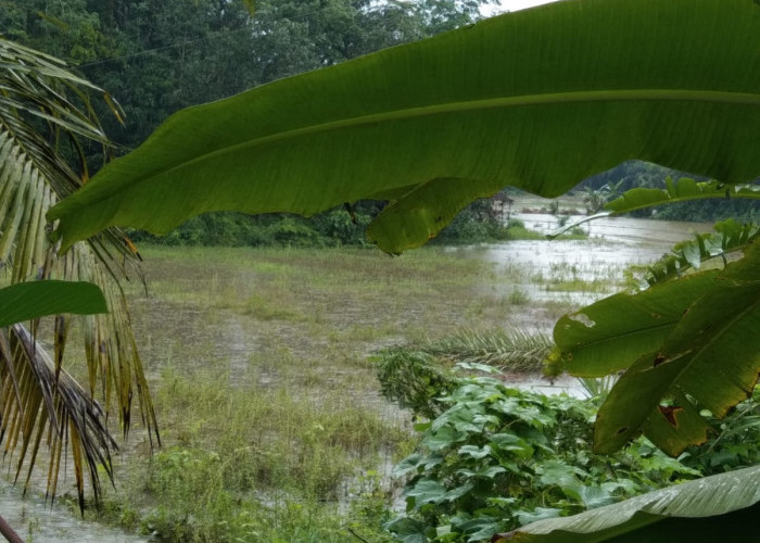 Puluhan Hektare Sawah di Air Latak Terendam Banjir