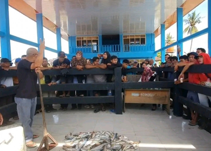  Tempat Pelelangan Ikan Bengkulu Selatan Sudah Direhap, Sektor  Pengembangan Perikanan