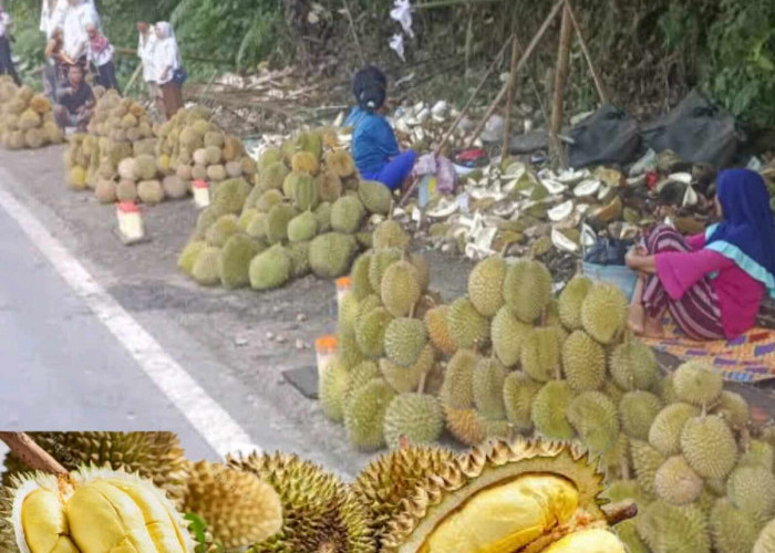 Berikut Dua Jenis Buah Durian Harganya Mahal Dipasaran..Ada di Seluma??