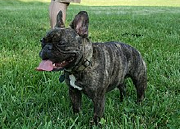  Anjing-anjing Mahal! French Bulldog, Anakanya 90 Jutaan