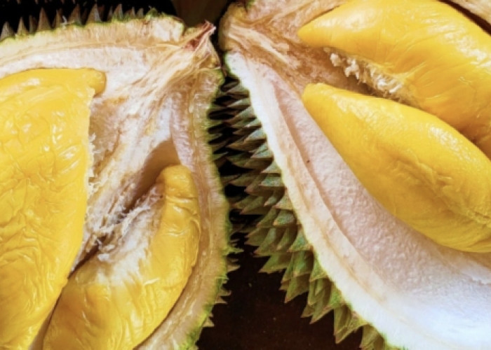 Durian Seluma, Memiliki Manfaat Kesehatan Terkandung Nutrisi Vitamin Meningkatkan Mood