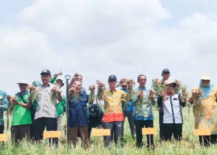 Sekda ikut panen perdana bawang merah di Seginim Bengkulu Selatan