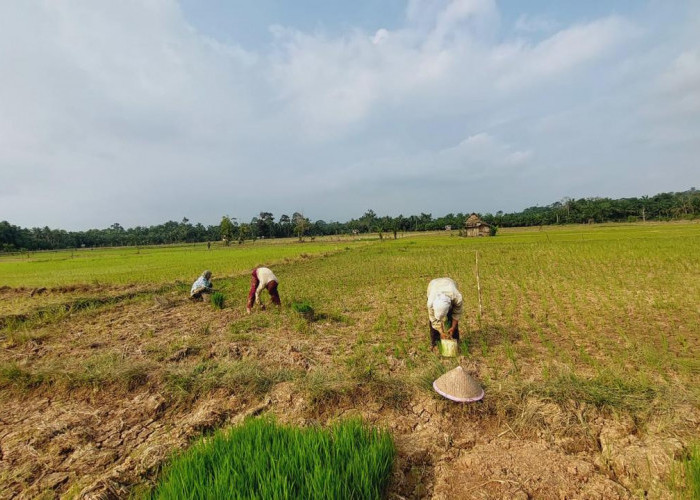 Ini Solusi yang Ditawarkan Distan Seluma,  Antisipasi Kekeringan Sawah 