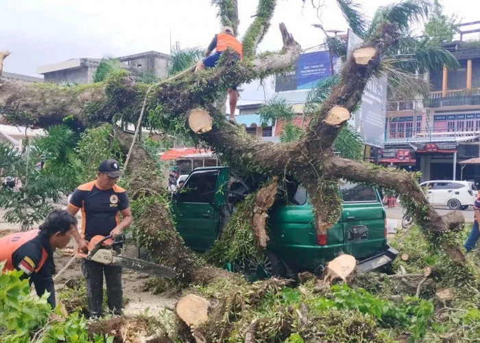  Angin Kencang Pohon Tumbang, Mobil Toyota Kijang Rinsek, BPBD BS bertindak
