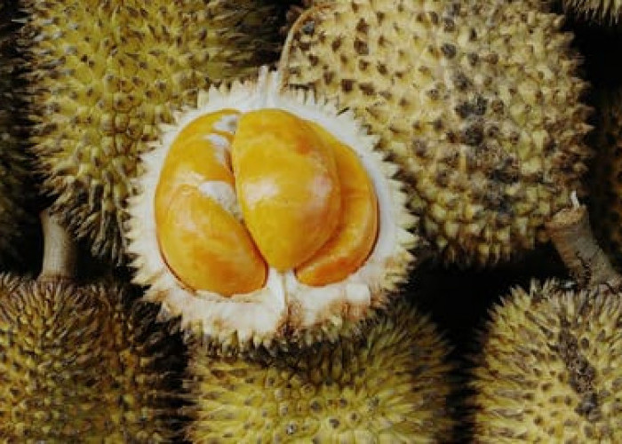 Tiga Jenis Durian Ini, Cocok Tanam di Seluma..Cepat Berbuah!!!