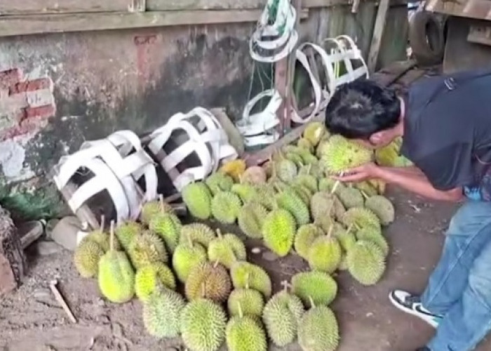 Seluma Banjir Durian, Panen Raya Diprediksi Februari 2027