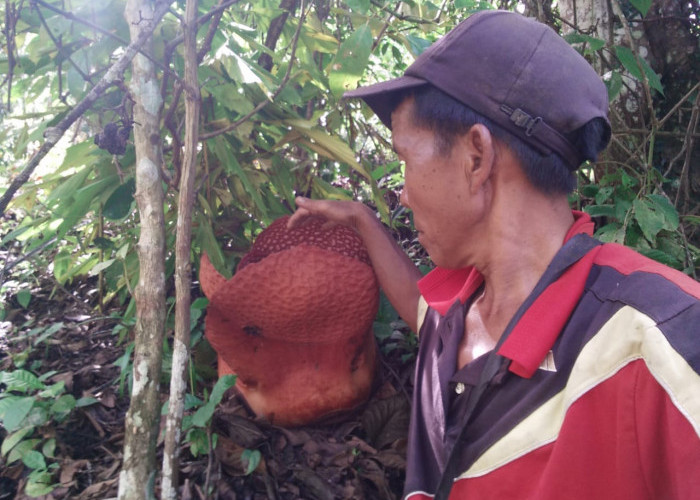 Ayo ke Seluma, Lihat Indahnya Bunga Rafflesia  Mekar