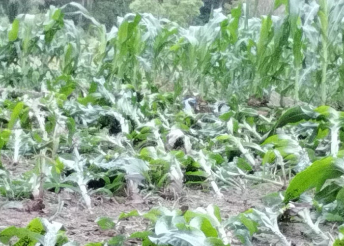 44,75 Hektare Sawah di Seluma Rusak Akibat Bencana Banjir