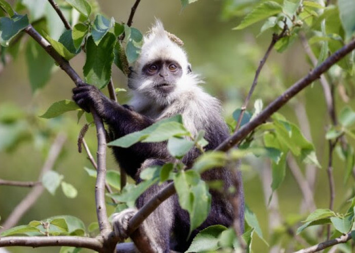   Tech-Driven Restoration: Saving the World's Critically Endangered White-headed Langur