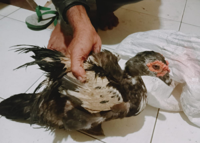 Curi Bebek di Muara Danau, Warga Padang Diringkus Warga, Diserahkan ke Polsek Talo 