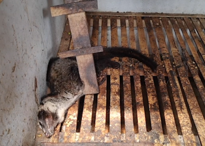 PETA Adukan Peternakan Luwak di Jabar, Temuan Luwak Luka, Sakit, dan Sekarat