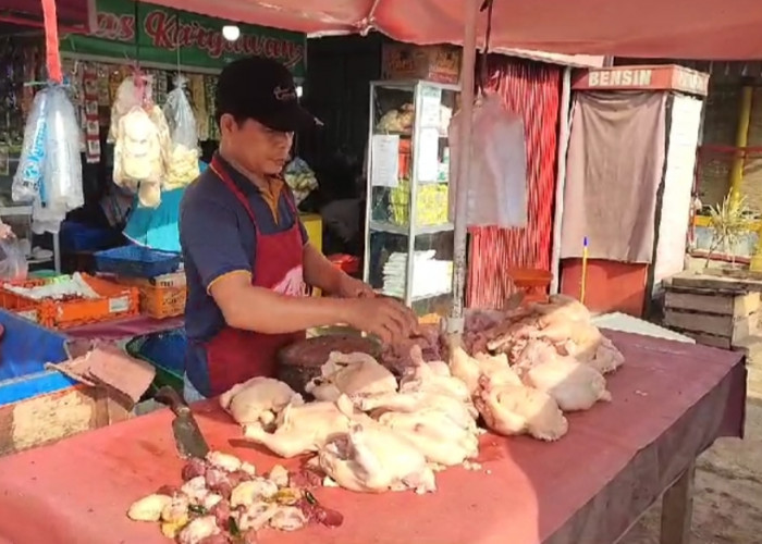 Harga Ayam Potong di Seluma Merangkak Naik