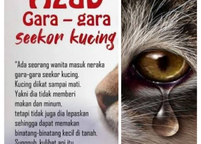 Kisah Seorang Penyiksa Kucing Berakibat Masuk Neraka. Ini Penjelasan Hadistnya.