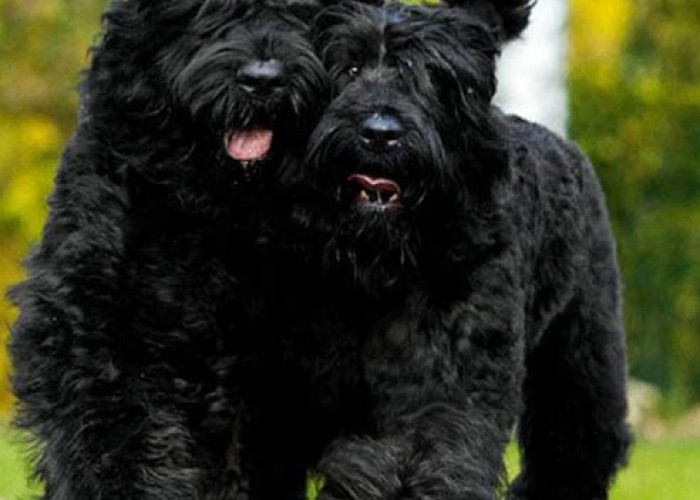 Anjing-Anjing Mahal!  Black Russian Terrier, Si penjaga Rumah