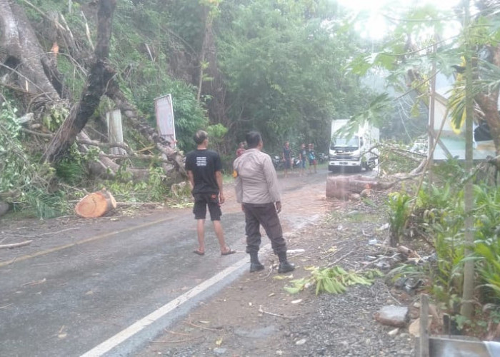Hujan Angin, Pohon Tumbang!  Akses Jalan LintasTertutup,  Rumah Warga Air Teras Seluma Tertimpa