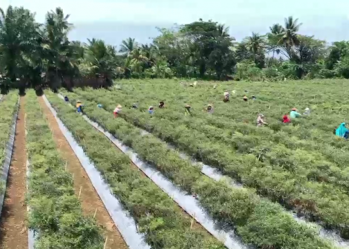 Sudah 2 Pekan Harga Cabai Merah Bertahan Rp 25 Ribu Per Kg