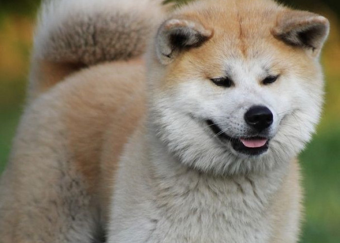  Anjing-anjing Mahal! Akita, Anjing Jepang yang Setia